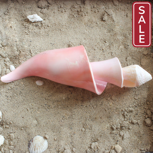 Pink Conch Spiral
