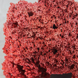 Pipe Organ Coral 7-10"