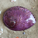 Midas Abalone Polished