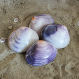 Purple Clam Shells