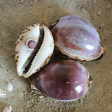 Purple Tiger Cowrie 3-4"