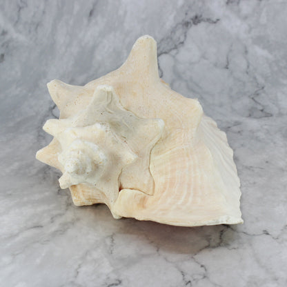 Pink Conch