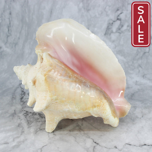 Pink Conch