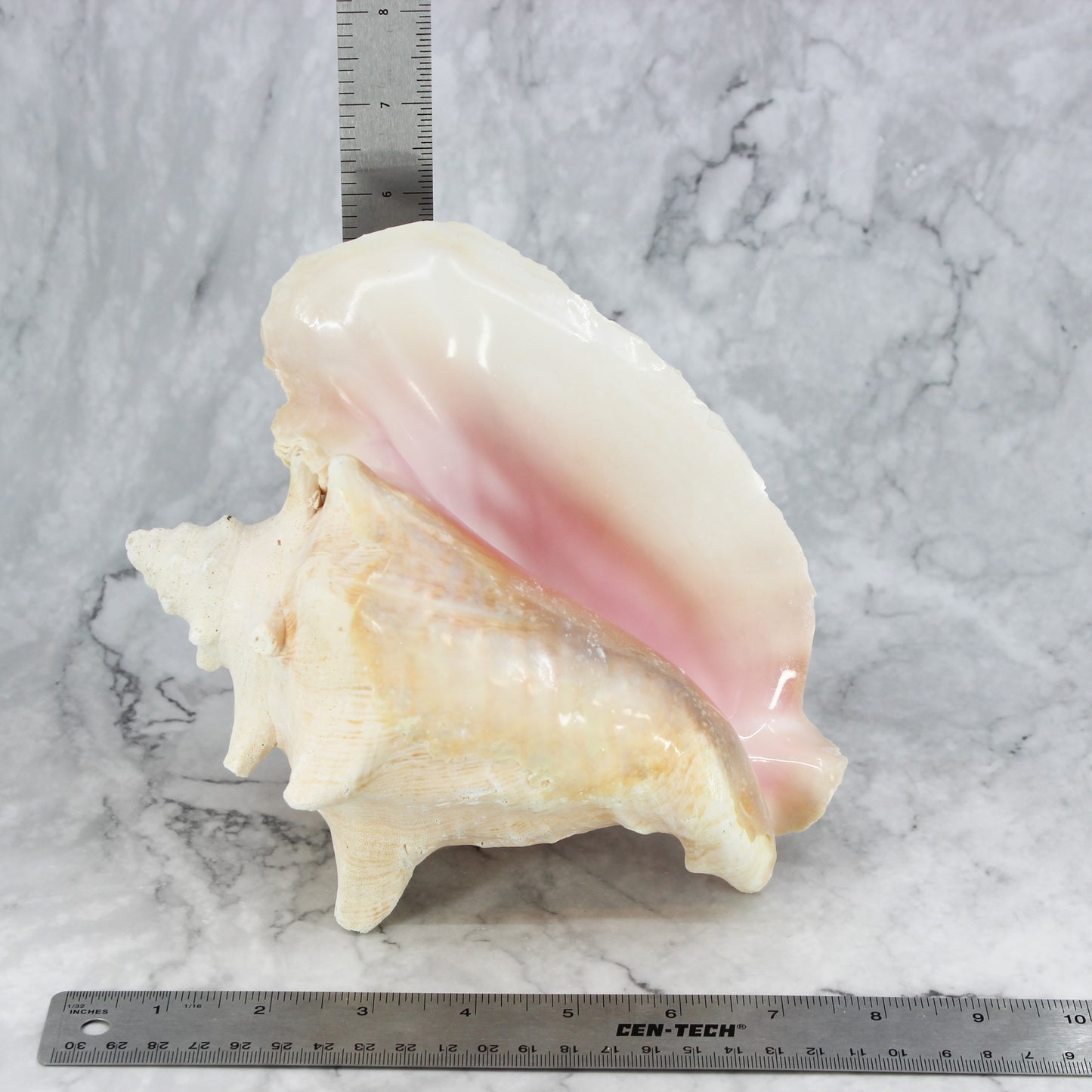 Pink Conch