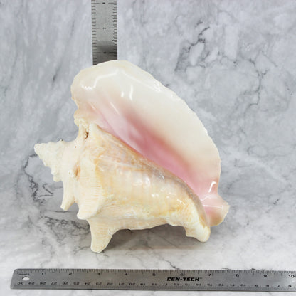 Pink Conch