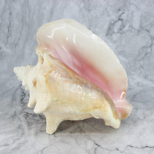 Pink Conch