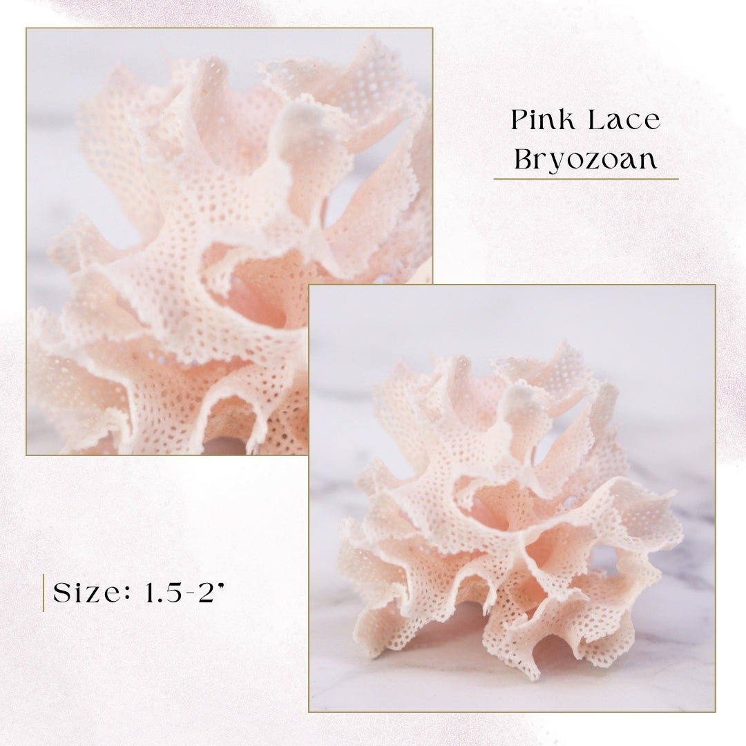 Exclusive Coral Drops | Week 3