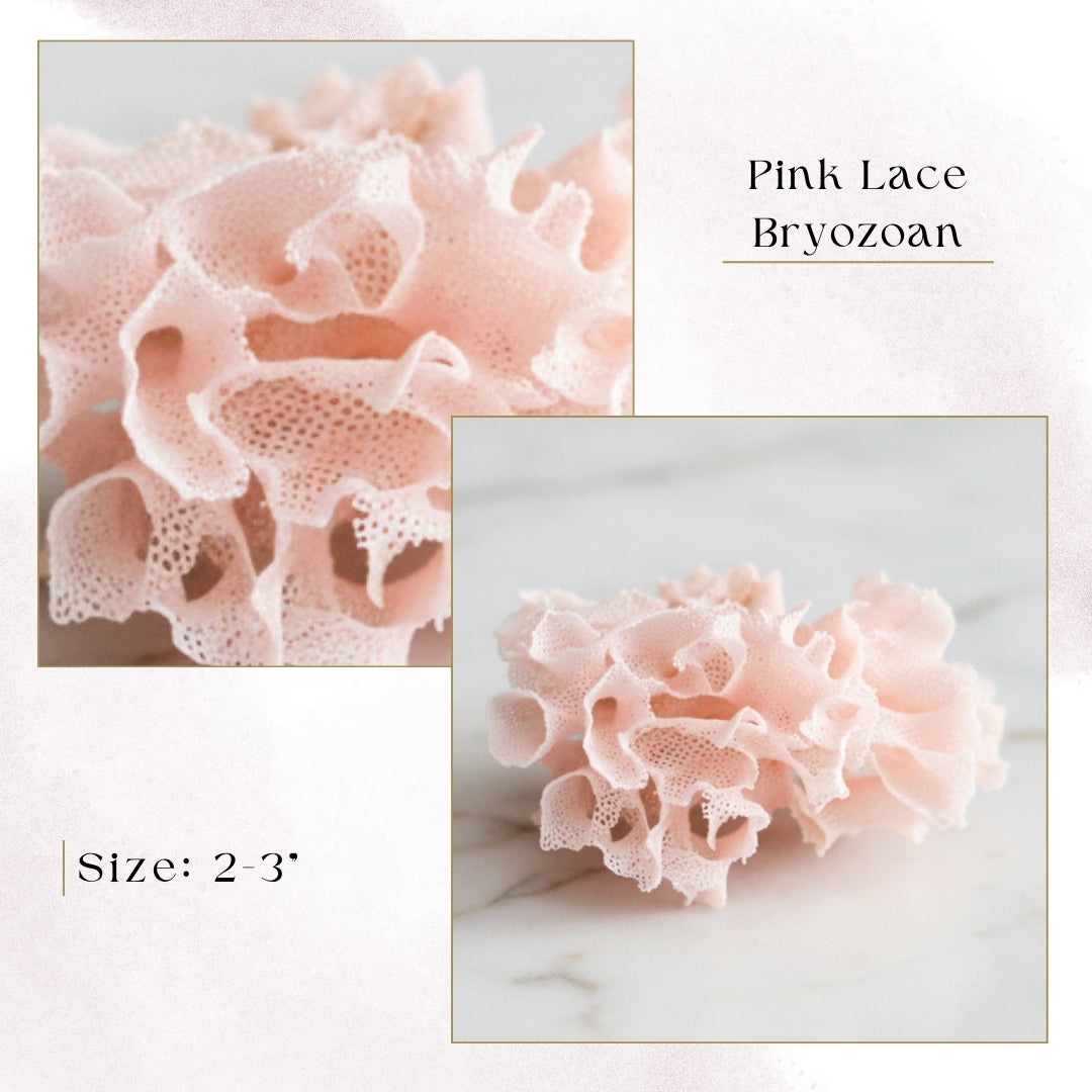 Exclusive Coral Drops | Week 3