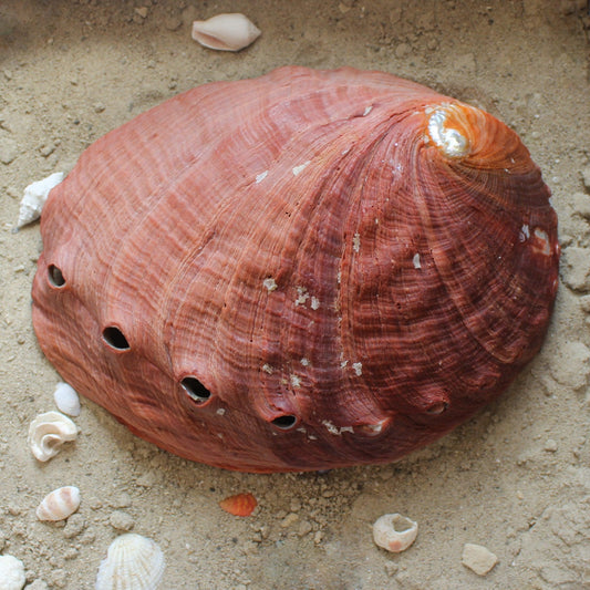 Red Abalone Unpolished 6-7"