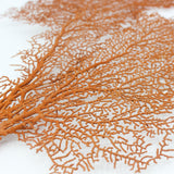 Red Seafans