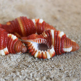 Red Breasted Triton 1"