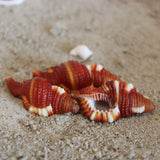 Red Breasted Triton 1"