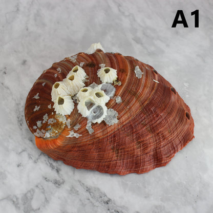 Red Abalone Unpolished 6-7"