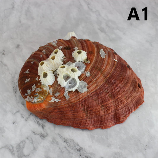 Red Abalone Unpolished 6-7"