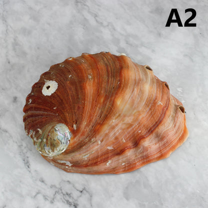Red Abalone Unpolished 6-7"