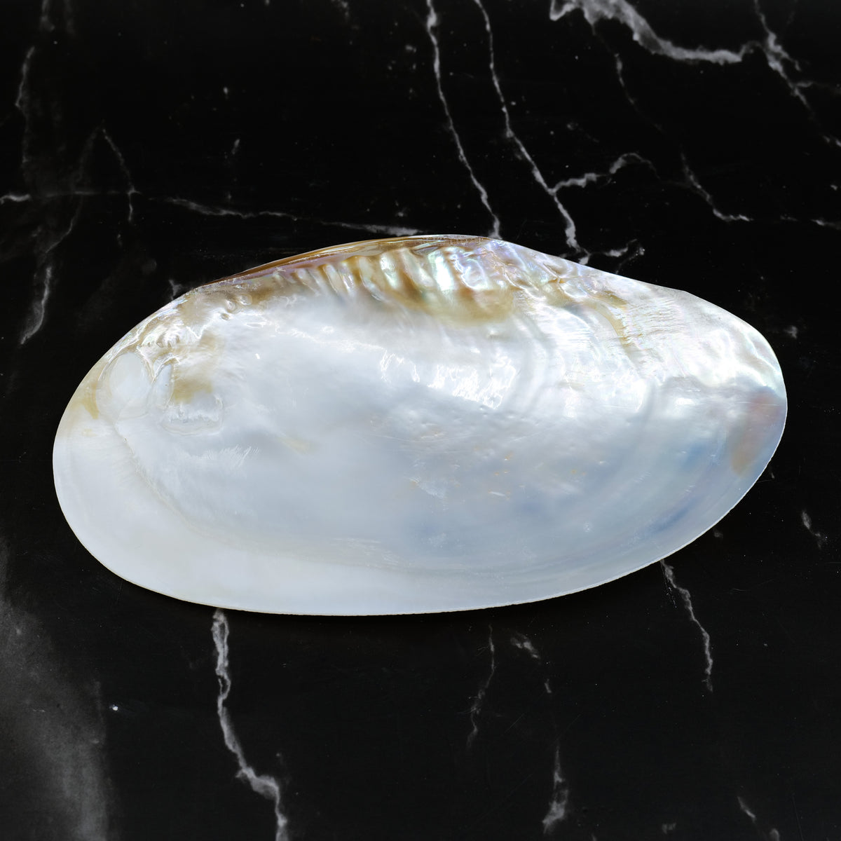 Silver Clam Halves