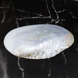 Silver Clam Halves