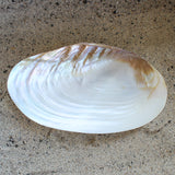 Silver Clam Halves