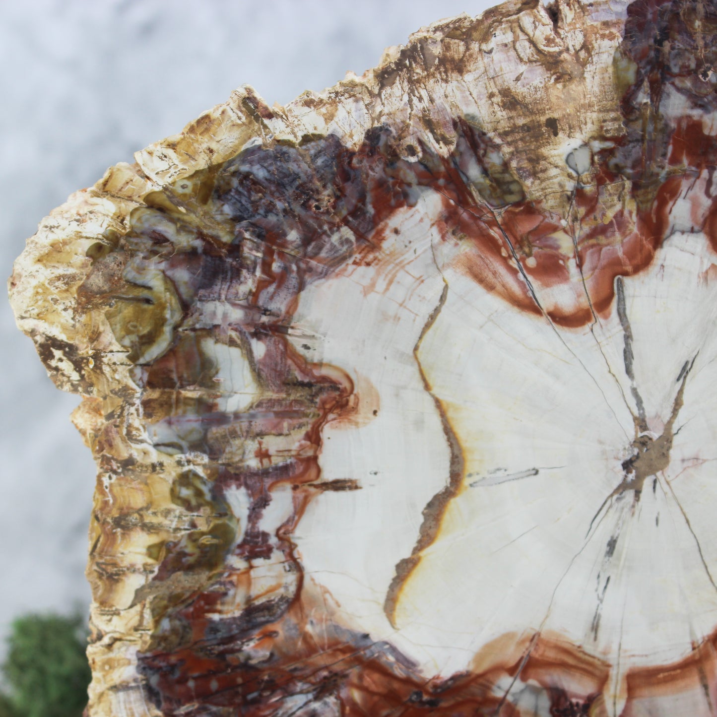Petrified Wood Slabs 8-10"
