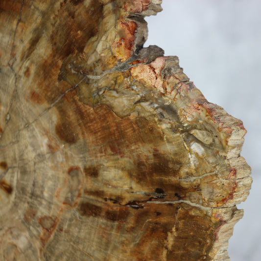 Petrified Wood Slabs 10-12"