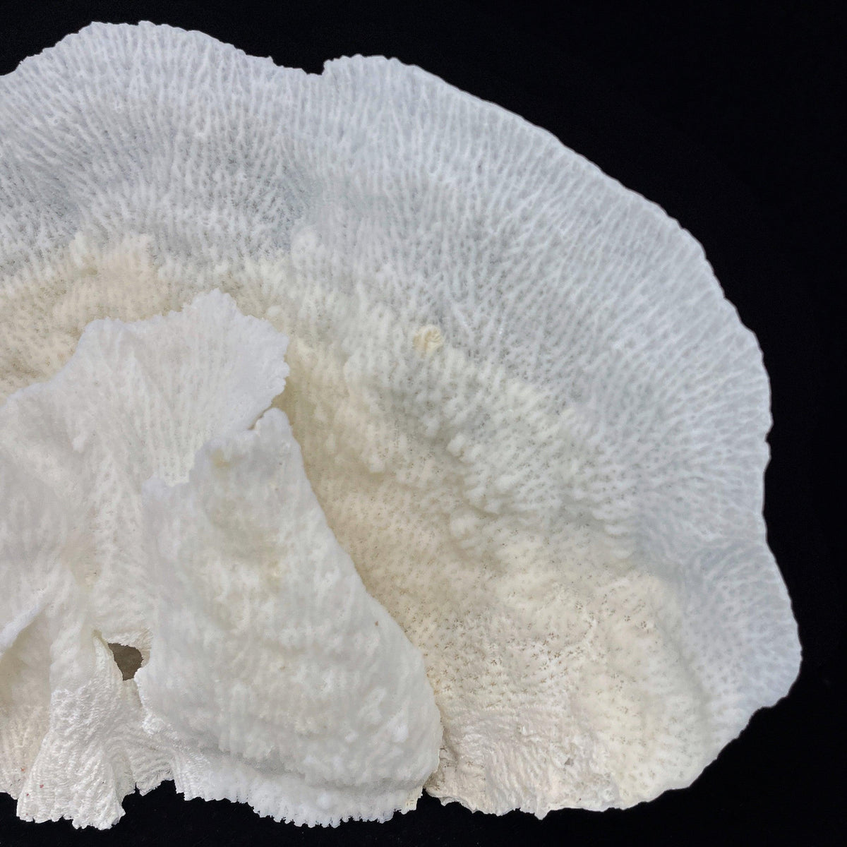 Star Merulina Coral 12-15"