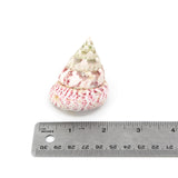 Strawberry Top 2-2.5"
