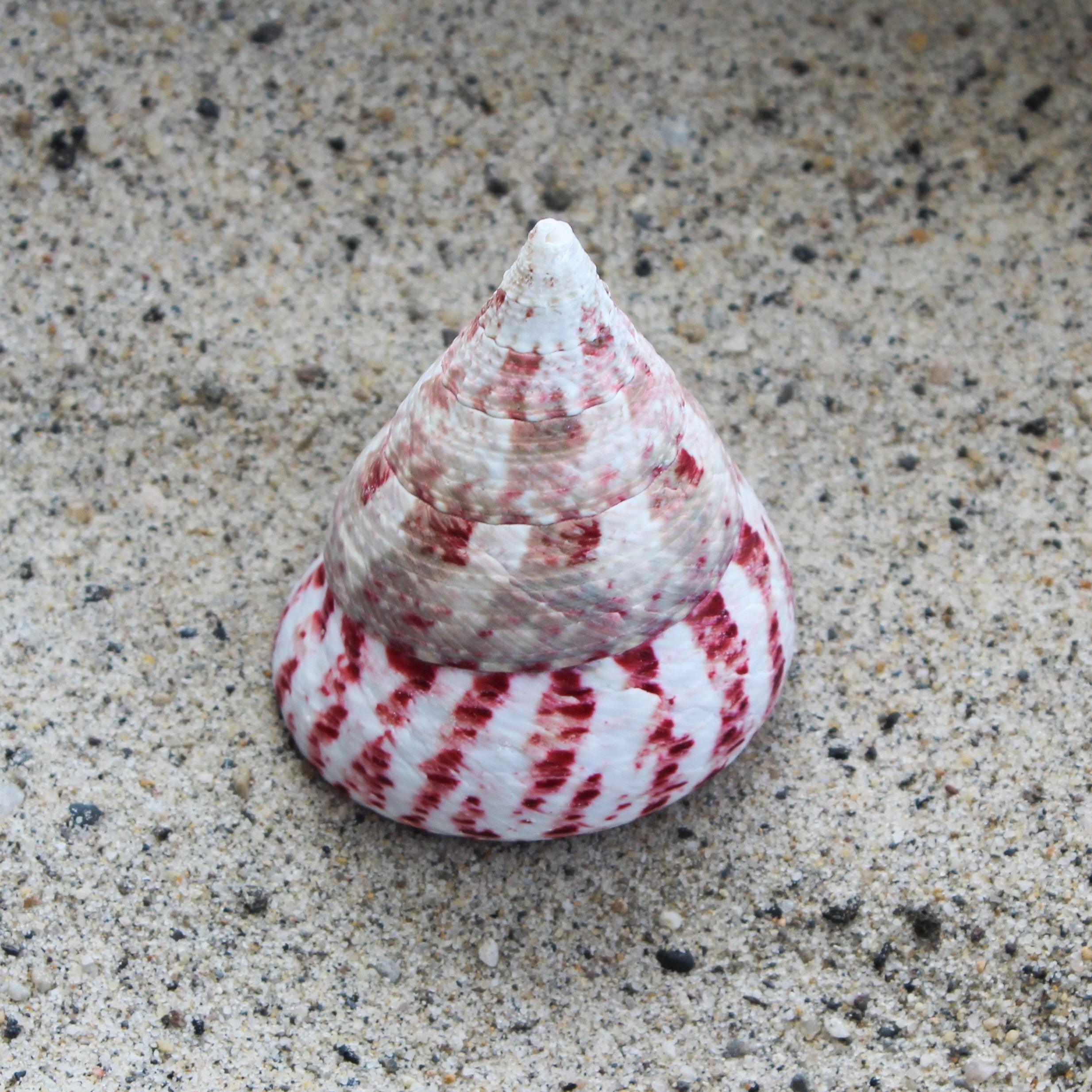 Vary Shell Strawberry Top 2-2.5