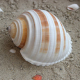 Striped Tun 3-4"