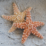 Sugar Star