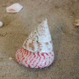 Strawberry Top 2-2.5"