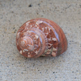 Tapestry Turbo Polished 1.5-2.5"