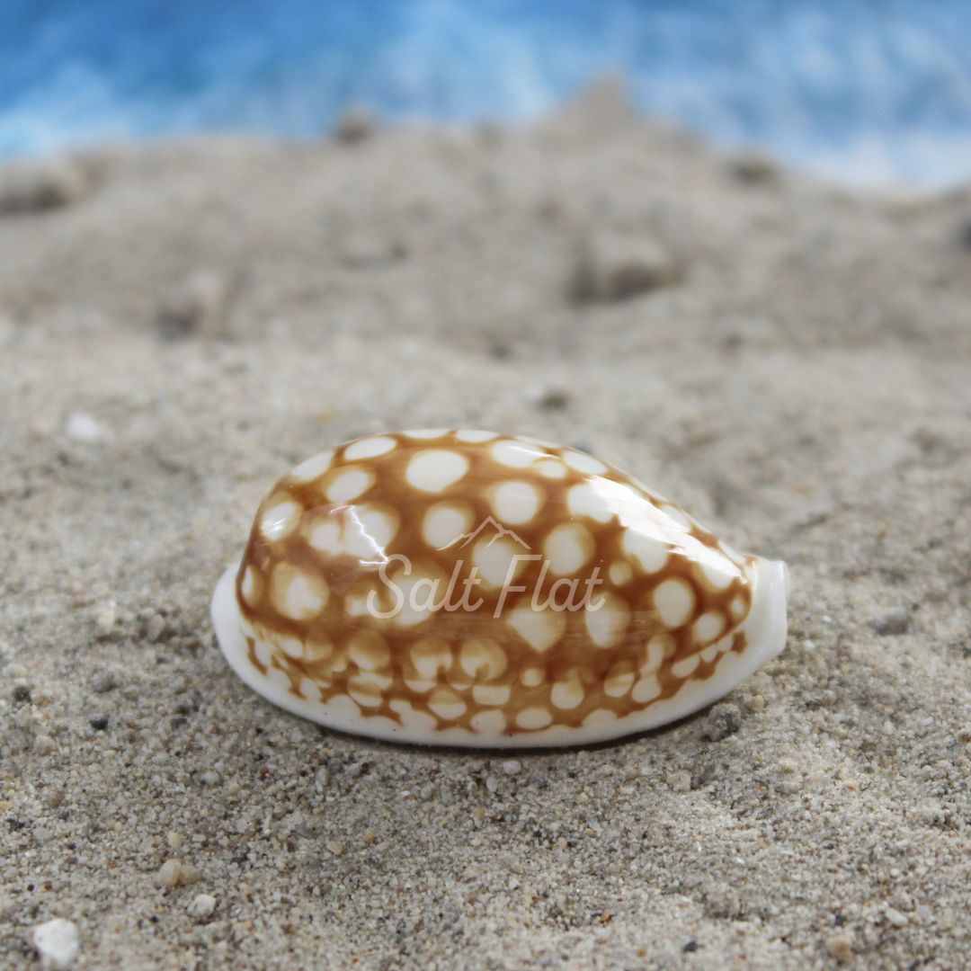 Sieve Cowrie 1-1.25"