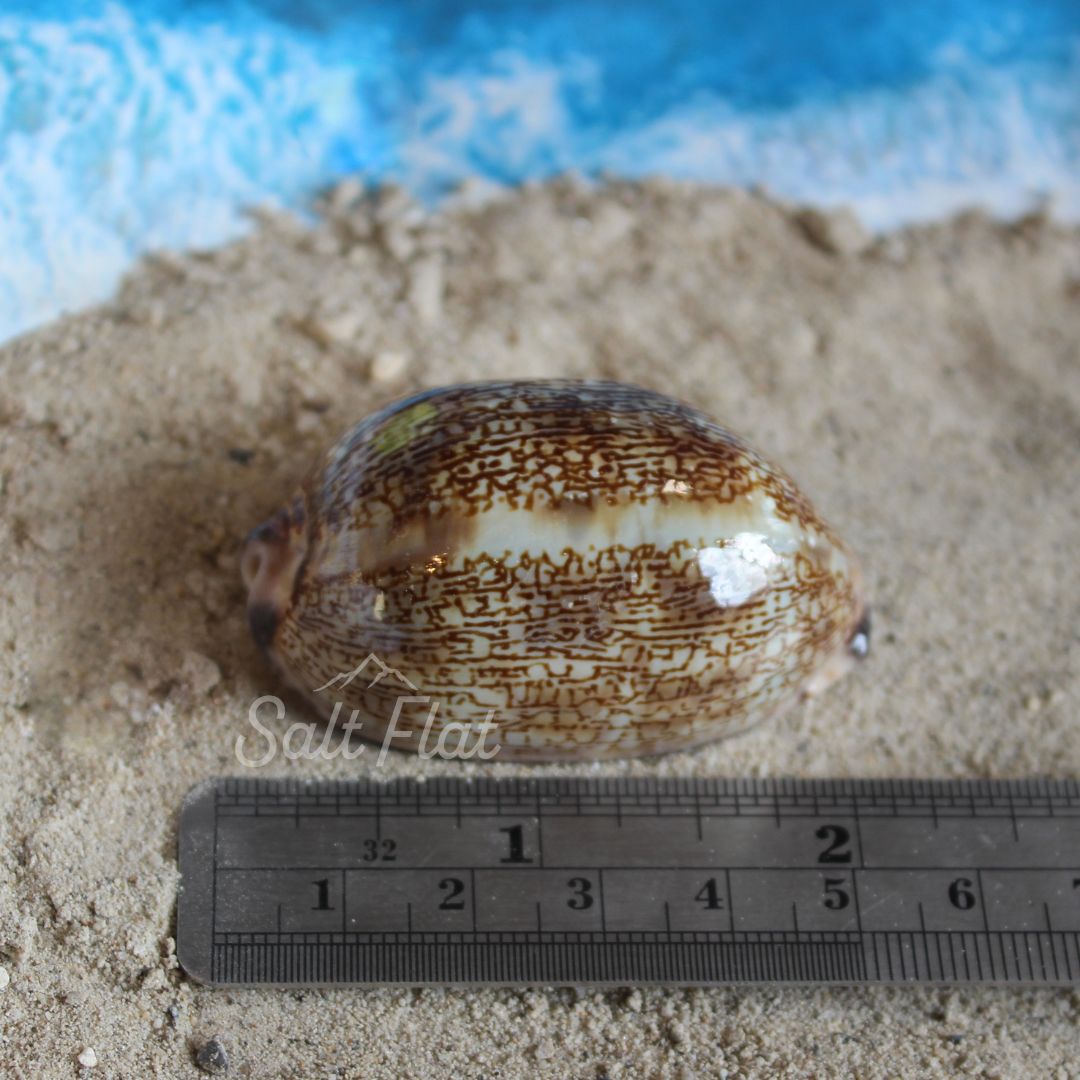 Calf Cowrie 2-2.25"