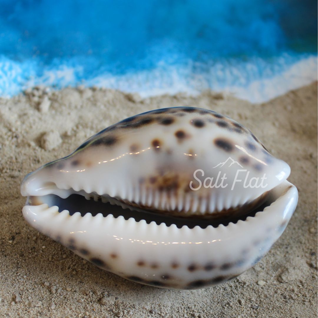 Tiger Cowrie 2.5-3"