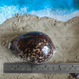 Tiger Cowrie 2.5-3"
