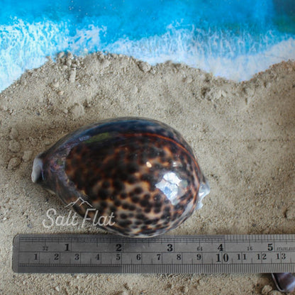 Tiger Cowrie 2.5-3"