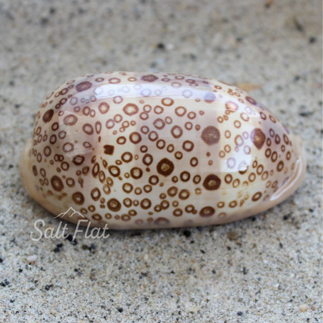 Eyed Cowrie 2-3"