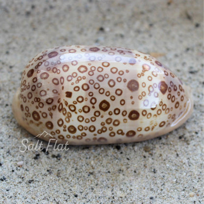 Eyed Cowrie 2-3"