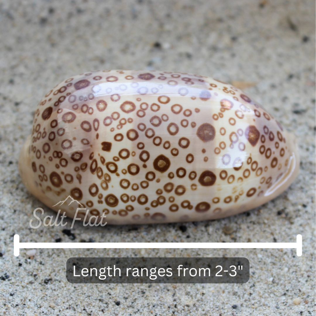 Eyed Cowrie 2-3"