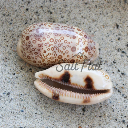 Eyed Cowrie 2-3"
