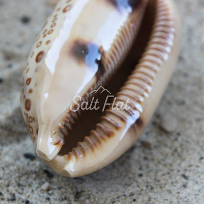 Eyed Cowrie 2-3"