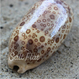 Eyed Cowrie 2-3"
