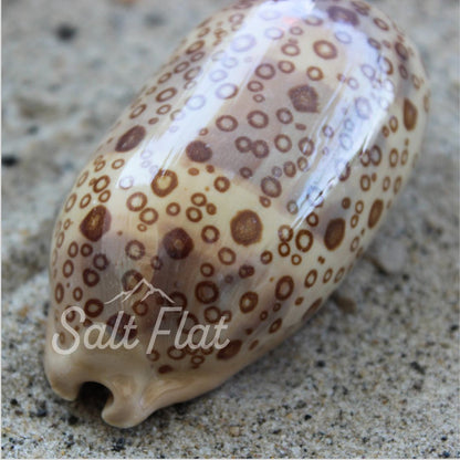 Eyed Cowrie 2-3"