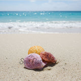 Noble Pecten