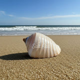 Noble Volute- Banded