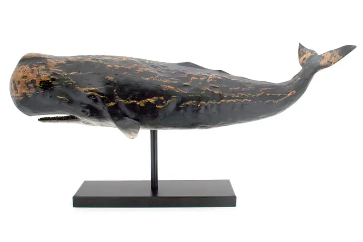Black Sperm Whale Trophy