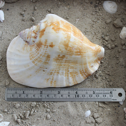 Wide Pacific Conch