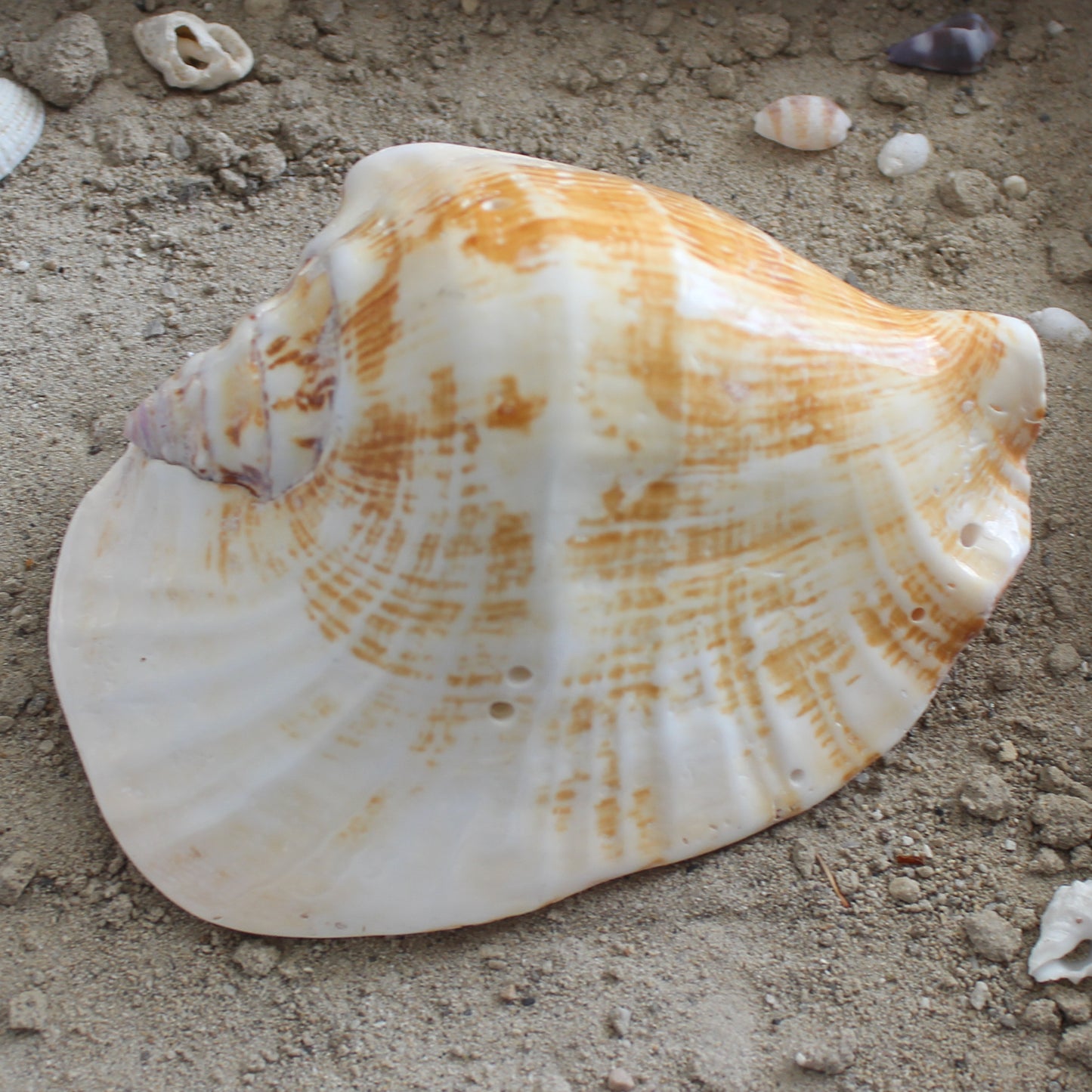 Wide Pacific Conch