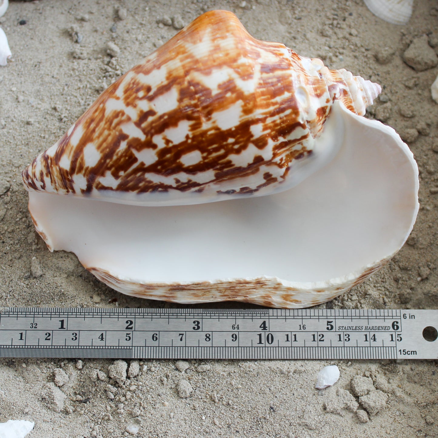 Wide Pacific Conch