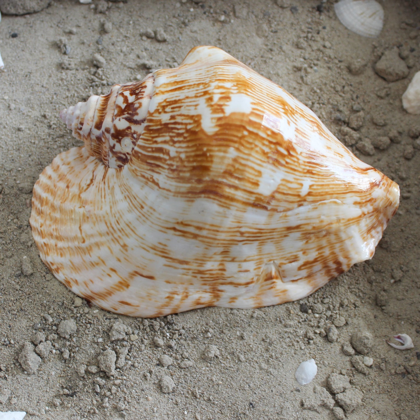 Wide Pacific Conch